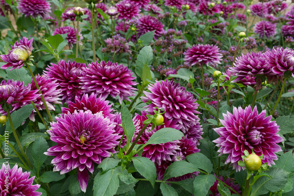 Dark pink Dahlias field outdoor Dark pink Dahlias field outdoor