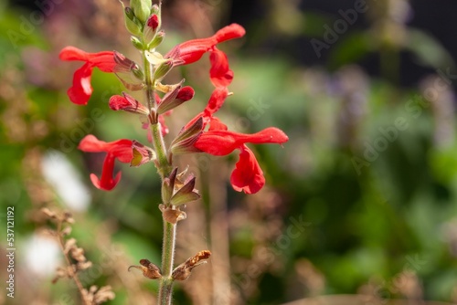 Flowers of the sage Salvia darcyi
