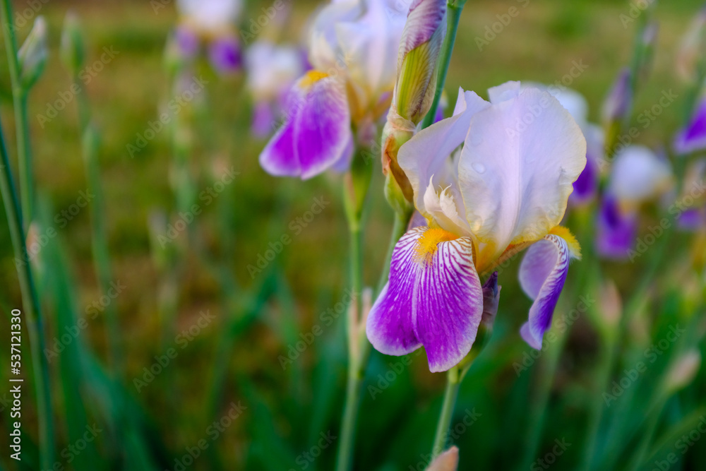 Background from iris flowers, selective focus. Iris orchid bush on the blurred backdrop for poster, calendar, post, screensaver, wallpaper, postcard, banner, cover, website Background from iris flowers, selective focus. Iris orchid bush on the blurred backdrop for poster, calendar, post, screensaver, wallpaper, postcard, banner, cover, website
