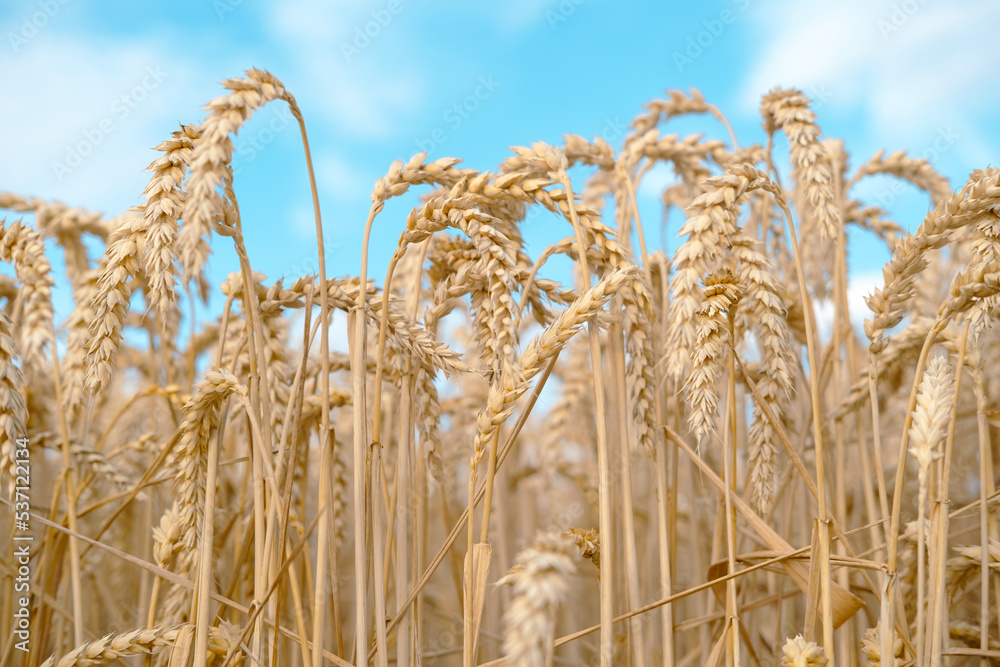 Gold wheat field and blue sky with clouds above it. Gold wheat field and blue sky with clouds above it.