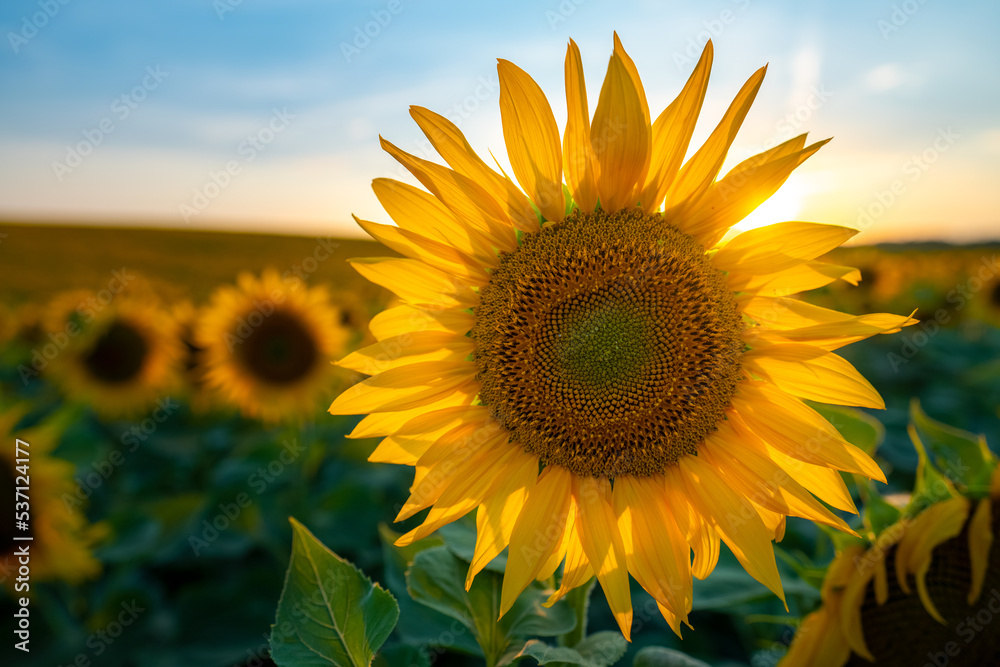 Obraz premium Sonnenblumenfeld