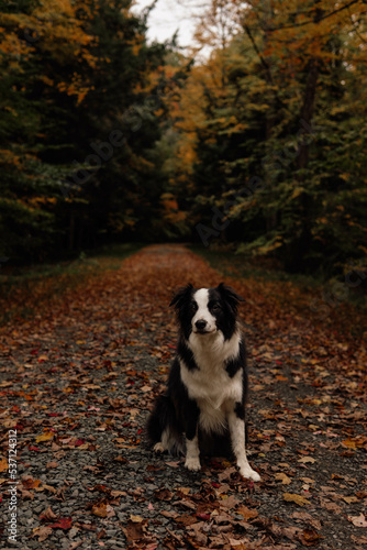 dog in autumn park