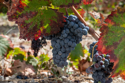 Wine production on Cyprus, ripe blue black wine grapes ready for harvest photo