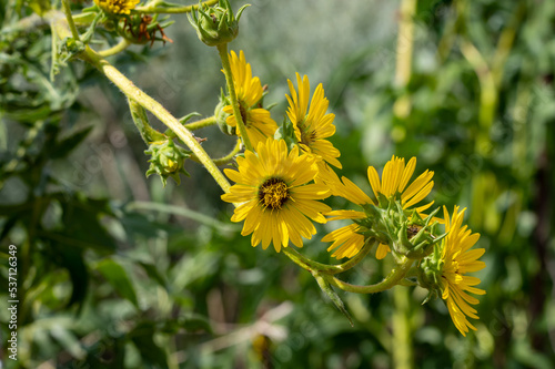 Yellow flowers heads of Silphium laciniatum or compass plant growing in garden photo