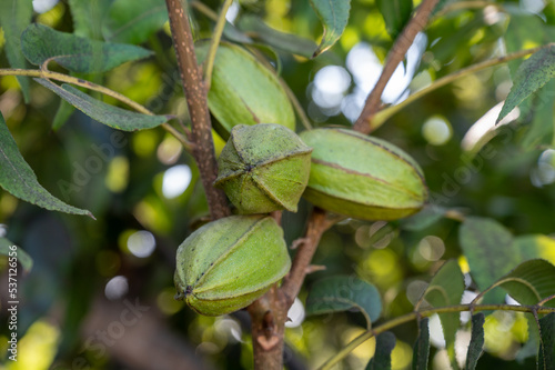 Plantation of pecan nut trees near Paphos, Cyprus photo