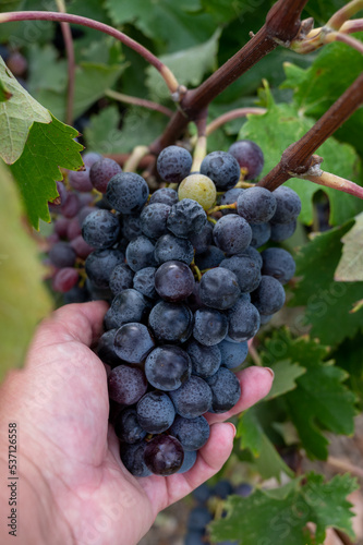 Wine production on Cyprus, ripe blue black wine grapes ready for harvest