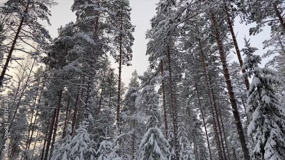 Winter forest, all trees are covered with snow. Video for the background. Cold, beautiful winter weather. Fairy forest. Winter forest, all trees are covered with snow. Video for the background. Cold, beautiful winter weather. Fairy forest.