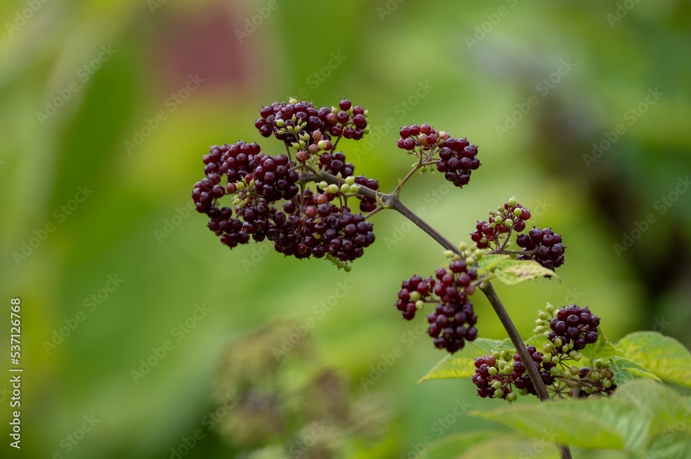 Woody shrub of Eleutherococcus senticosus or Siberian ginseng or eleuthero used in traditional Chinese medicine
