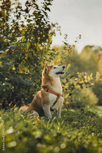 Japanese dog breed Shiba inu walks on the grass. Natural park and bright colors of autumn