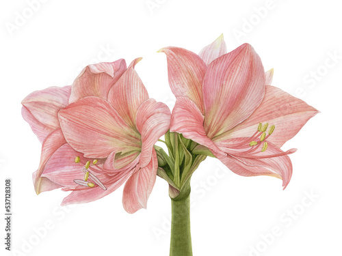 Beautiful watercolor pink amaryllis flowers isolated.