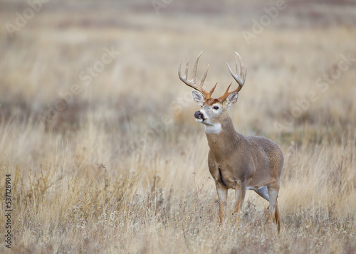 Huge 10 point Whitetail Buck in meadow habitat on public land