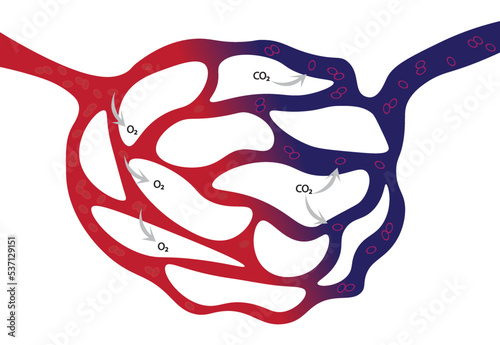 Capillary illustration. Oxygen going to the cells and Carbon dioxide going out of the cells. Blood rick in O2 and poor in O2 