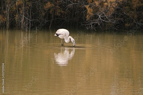 White flamingo catching a fish in a brown lake