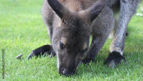 A red-necked wallaby - Notamacropus rufogriseus on a green meadow photo