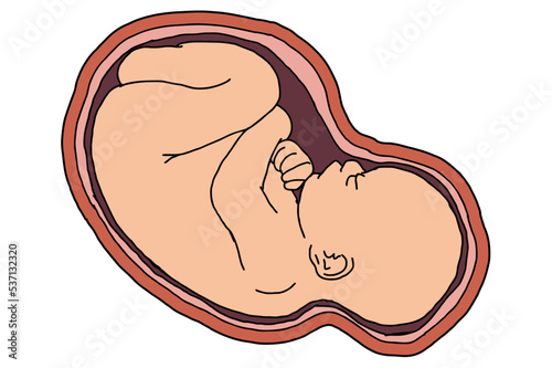 Baby Fetus Vector