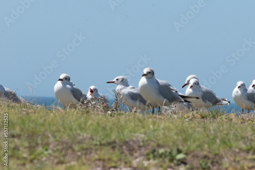 Gaviotas en acantilado