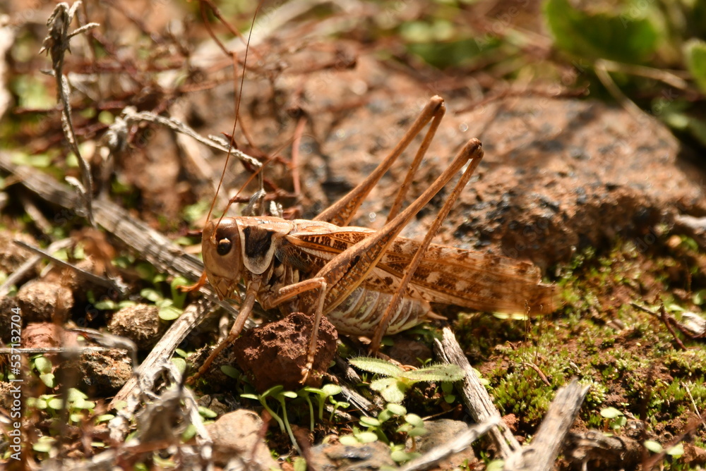 SALTAMONTES SALTAMONTES