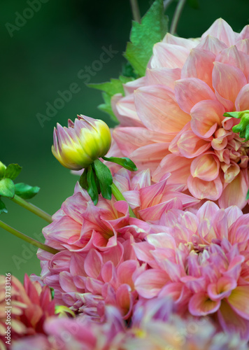 Bouquet of pink  Dahlias