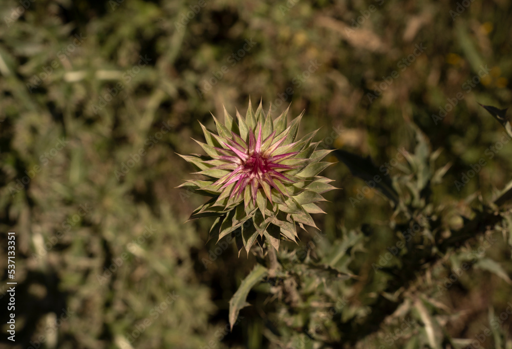 Floral. Top view of Cirsium vulgare purple flowers blooming in the field. Floral. Top view of Cirsium vulgare purple flowers blooming in the field.
