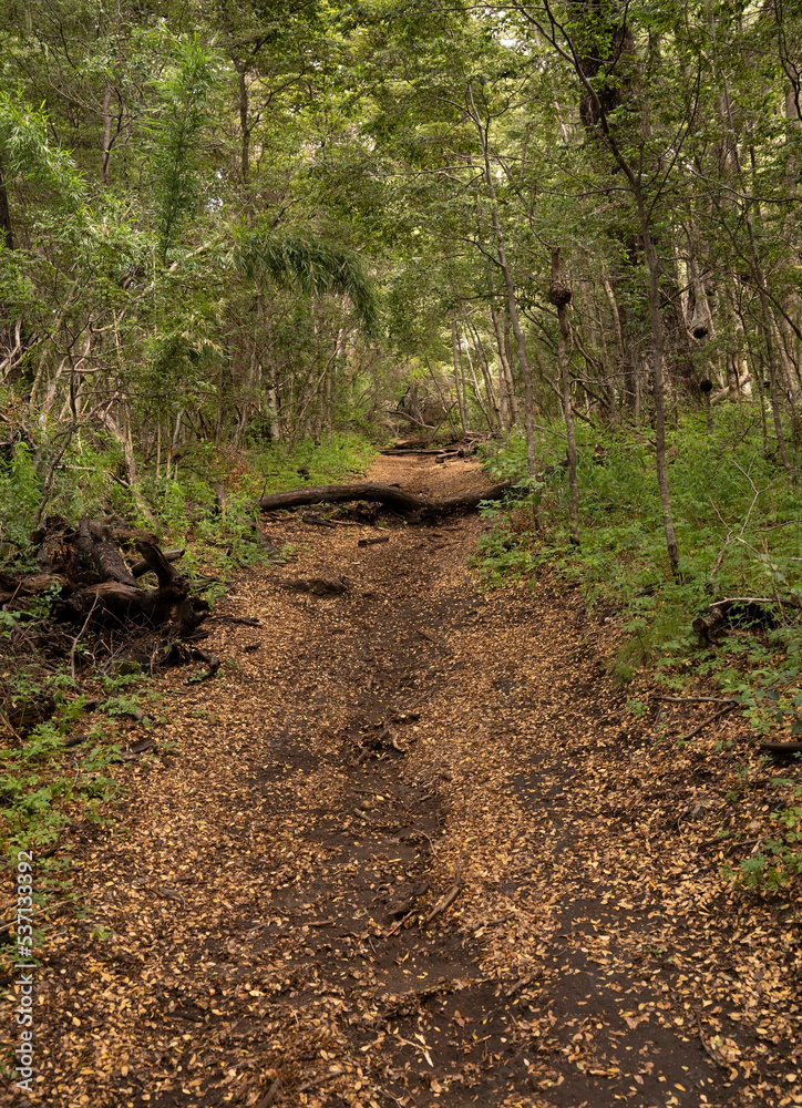 The empty hiking path in the mountain forest.