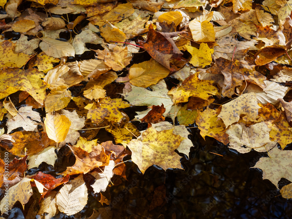 Autumn leaves floating on water Autumn leaves floating on water
