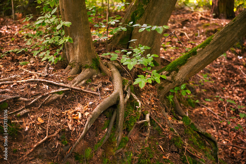 Green moss and fallen leaves covering ground near tree roots in forest