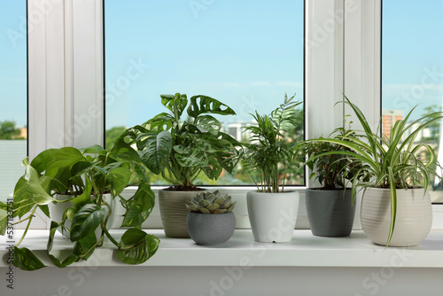 Different beautiful potted houseplants on window sill indoors © New Africa
