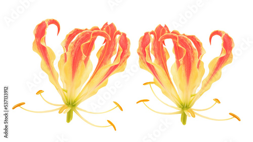 Climbing lily or gloriosa superba flower blooming. photo