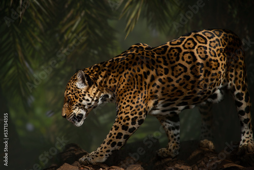 Jaguar  Panthera onca  walking on blurred background. 