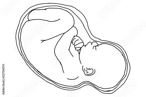 Baby Fetus Vector