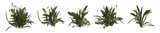 Set of weeds bushes isolated. Ribwort plantain. Plantago lanceolata. 3D illustration
