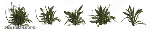 Set of weeds bushes isolated. Ribwort plantain. Plantago lanceolata. 3D illustration photo