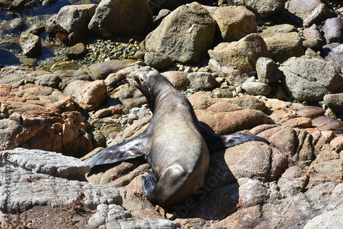 seal on the beach