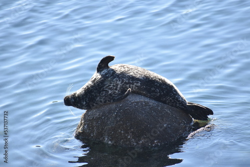 lounging seal