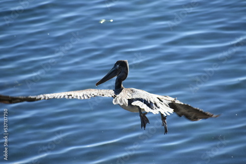 pelican in flight