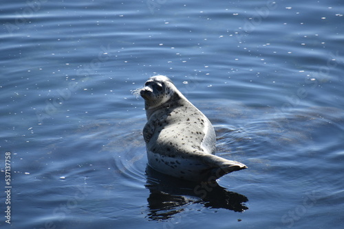 seal in water