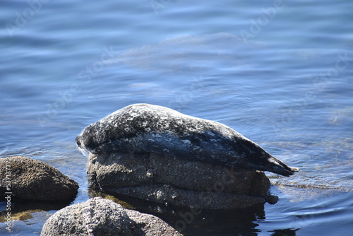 seal on the rocks
