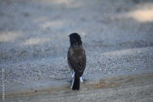 blackbird in the snow