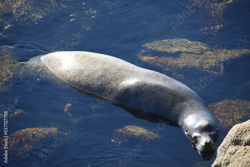 sea lion on the rock