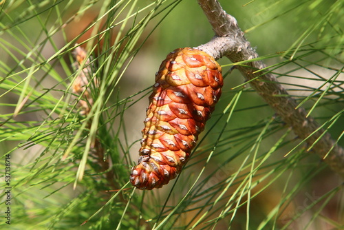 Cones on the branches of a Lebanese cedar in a city park in northern Israel.