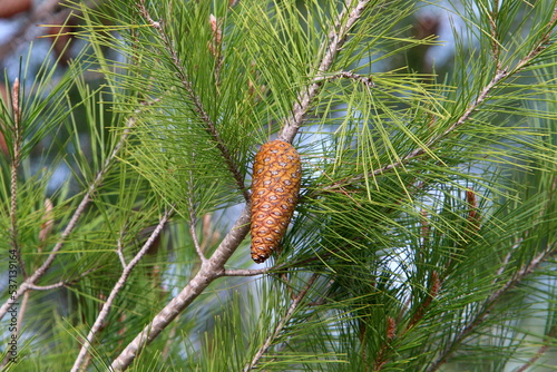 Cones on the branches of a Lebanese cedar in a city park in northern Israel.