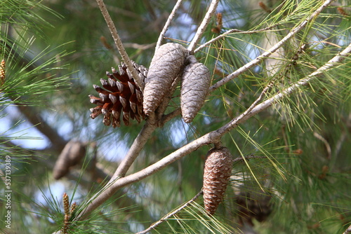 Cones on the branches of a Lebanese cedar in a city park in northern Israel.