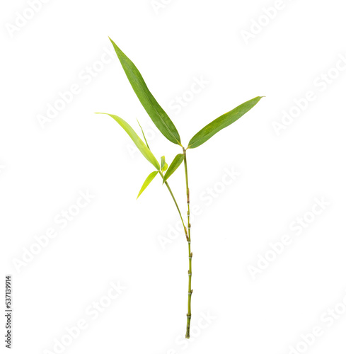 Bamboo leaves isolated on white background © xiaoliangge