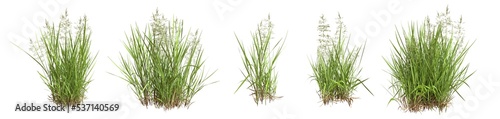 Obraz na płótnie Set of grass bushes isolated on white