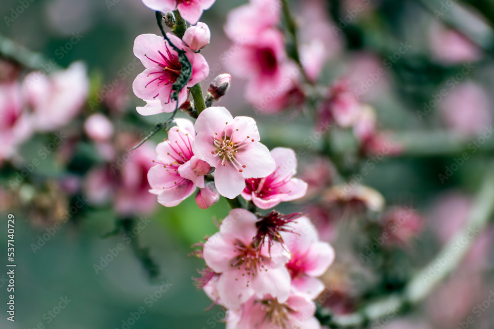 Fototapeta premium peach blossom