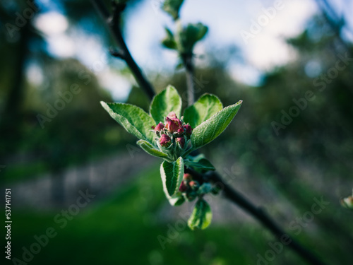 Tree branch