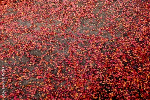 Autumn Leaves Carpet