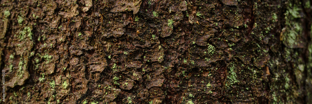 Natural texture of tree bark. The trunk of an old tree, covered with lichen and moss. Natural wood background with bark patterns. Close-up side view. Natural texture of tree bark. The trunk of an old tree, covered with lichen and moss. Natural wood background with bark patterns. Close-up side view.
