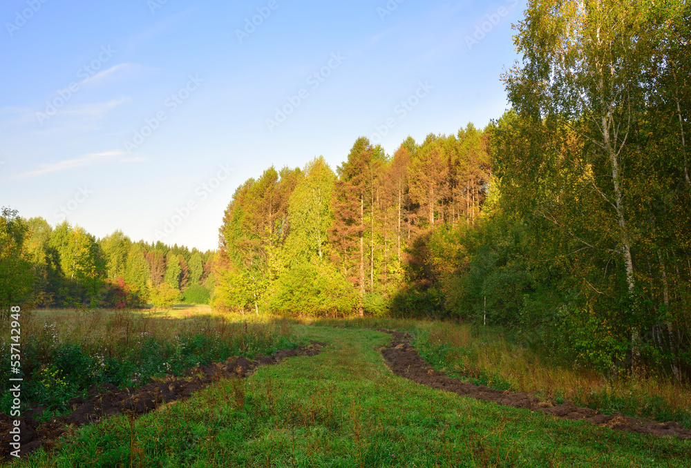 Forest park in early autumn