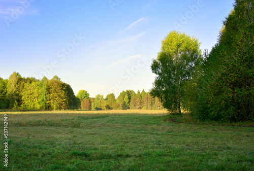 Meadow in the forest park in early autumn